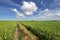 Paddy field in Sekinchan, Malaysia - Series 2