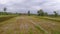 A paddy field , the sky is white and brown soil