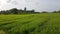 Paddy field in Sri lanka