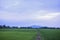 Paddy field view with a Jerai Hill background