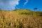 Paddy field view sunshine day