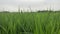 Paddy Field Wind Blow Ears of Rice Plants in the Village