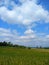 Paddy field withe blue sky above