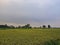 Paddy fields of Bangladesh during the summer season with the crops being ready to be processed. Large paddy field in south Asia