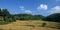 Paddy fields in center of Sri Lanka