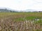 Paddy fields that have been harvested and irrigated to make it easy to plow