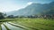 Paddy fields at mountain\\\'s base