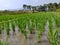 Paddy fields in mountainous areas