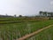 Paddy fields in mountainous areas