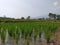 paddy fields in mountainous areas