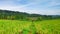 Paddy fields that start yellowing rice, soon ready in the harvest