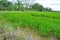 Paddy fields on a sunny day