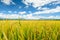 Paddy Fields under the sky