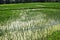 Paddy filed with rice young plants and azolla