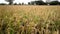 Paddy grains that ready to harvest field agree