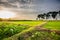 Paddy Green sunset view Beautiful Thailand