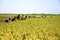 Paddy Harvest in Dhaka, Bangladesh.