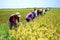 Paddy Harvest in Dhaka, Bangladesh.