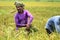 Paddy Harvest in Dhaka, Bangladesh.