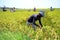 Paddy Harvest in Dhaka, Bangladesh.