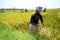 Paddy Harvest in Dhaka, Bangladesh.