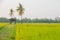 Paddy jasmine rice farm in Thailand