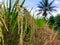 Paddy plants with reap grains