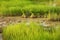The paddy rice farmland