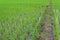 Paddy rice farmland