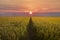 Paddy rice field background and sunrise.Yellow rice field for background.Beautiful nature