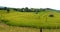 Paddy rice field panorama@Mae Cham,Chiangmai