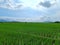 paddy rice field vegetative phase asian agriculture