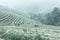 Paddy rice fields mountain landscape with umbrella Asian lady hold rope leash buffalo in foggy day