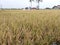 Paddy in the rice fields that are starting to turn yellow are ready to be harvested