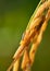 Paddy rice with insect in farmland