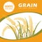 Paddy rice organic grain products - Layout template Vector design
