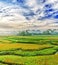 Paddy rice panorama