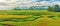 Paddy rice panorama