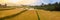 Paddy rice panorama