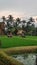 paddy ricefield bali indonesia  skies afternoon