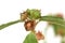 Paddy`s lucerne, Queensland hemp, Arrow Left Side, Common Sida, Cuba Jute ,Sida rhombifolia L.