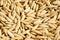 Paddy seed close up