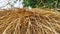 Paddy stalk stored at open place for feeding cows and horses