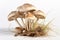 Paddy Straw Mushroom on white background