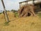 Paddy straw and old house in madhubani India