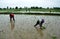 Paddy transplantation in Bhopal, Madhya Pradesh, India