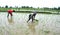 Paddy transplantation in Bhopal, Madhya Pradesh, India