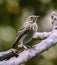 Paddyfield pipit