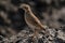 Paddyfield Pipit aka Anthus rufulus, Kolkata, West Bengal,