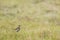 Paddyfield Pipit - Anthus rufulus